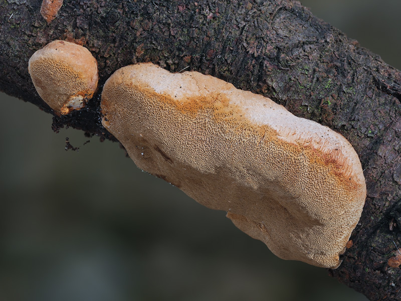 Phellinus pomaceus